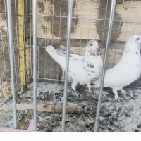 کبوتر ۷عدد