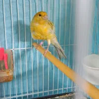 قناری نروماده بسیار آماده به شرط میدم