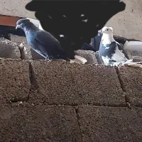 کبوتر|پرنده|جم, |دیوار