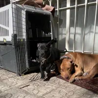 فروش توله اصل پیت بول ۳ماهه