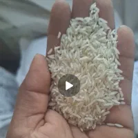 برنج طارم هاشمی