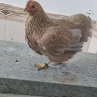 مرغ ویاندوت بانتام پاتریج