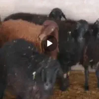 بره همو و هترو