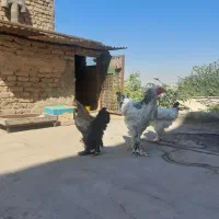 برهما