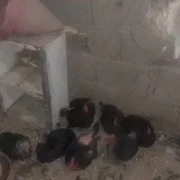 مرغ سرحال وبوقلمون