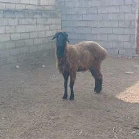گوسفند اصل ترکمن|حیوانات مزرعه|گنبد کاووس, |دیوار