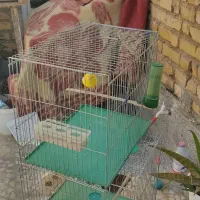 تعدادی قناری نرمست ودهن زن|پرنده|شیراز, شهرک صادقیه|دیوار