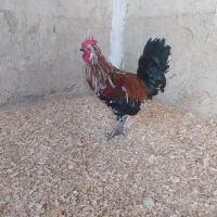 خروس شهری کالینگی|حیوانات مزرعه|قشم, |دیوار