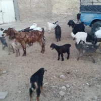 بز و کولار پاکستانی|حیوانات مزرعه|شیراز, دارالرحمه|دیوار