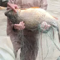 فروش ماهی رودخانه