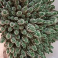 گل کاکتوس درجه ۱