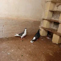 کبوتر شهری|پرنده|امیدیه, |دیوار