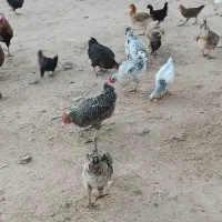 مرغ|حیوانات مزرعه|لردگان, |دیوار