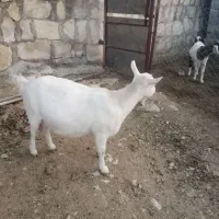 فروش بز سانن|حیوانات مزرعه|جم, |دیوار