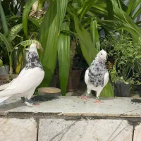 طوقی سینه کله رنگی پلاکی|پرنده|شیراز, کوشک میدان|دیوار