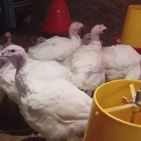 فروش عمده جوجه بوقلمون بیوتی