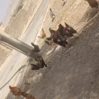 مرغ کردی|حراج|سرپل ذهاب, |دیوار