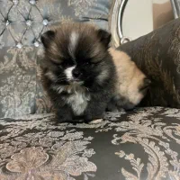 سگ پامر (پامرانین)