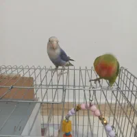 طوطی برزیلی|پرنده|گلستان (تهران), |دیوار