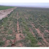 زمین در کلاته اقا