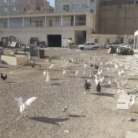 مرغ خروس جوجه گلین