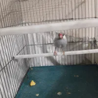 فنچ مصری سیلور|پرنده|شیراز, رکن‌آباد|دیوار