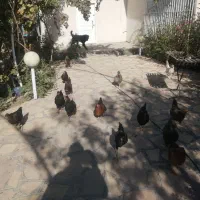 مرغ تخمگزار و خروس و مرغ تاقچه