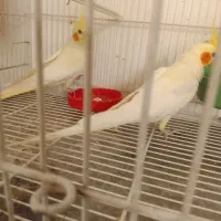 جوجه عروس  لوتینو|پرنده|مشهد, نیزه|دیوار