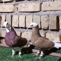 شازده