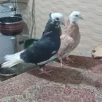 نر  ماده شازده