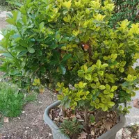 یاس هلندی شمشاد