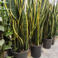 گلدان سانسوریا سایز بزرگ ابلق شامادورا پتوس شفلرا|گل و گیاه طبیعی|قم, ولیعصر|دیوار