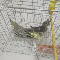 عروس هلندی دستی|پرنده|شهرضا, |دیوار