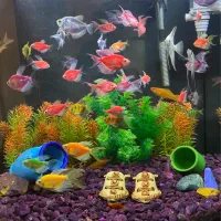 آکواریوم بزرگ اکوا معاوضه با کبوتر الوان