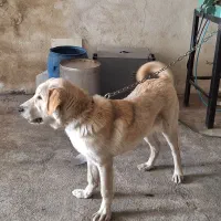 سگ دورگ  نگهبان و زیبا