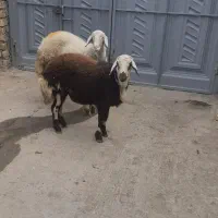 بره قورچ پلنگی