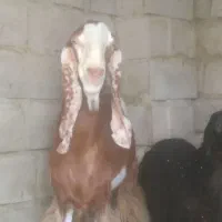 گوسفند نر فروشی