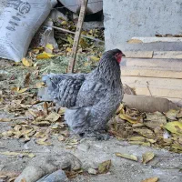 برهما اصیل|حیوانات مزرعه|بانه, |دیوار