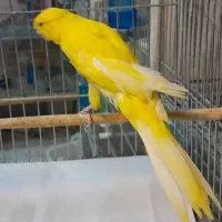 هایپر پرندگان|پرنده|بیجار, |دیوار