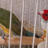 یک جفت فنچ گلدین جوان مولد حلقه پا رنگ خاص