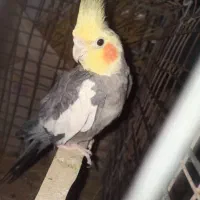 عروس هلندی نر معاوضه