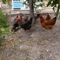 هفت عدد مرغ و خروس تخم گذار