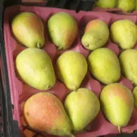 گلابی تازه چین