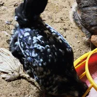 تخم مرغ نطفه دار گلین