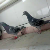 کفتر یا کبوتر