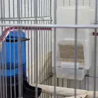 دو عدد عروس هلندی (نر)(ماده) به همراه قفس ۱۰۳۲|پرنده|شهریار, شهریار|دیوار