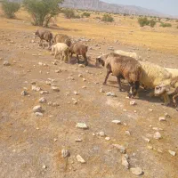 فروش میش بره دار