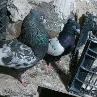 کبوترسینه سیاه