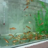 ۵۰عدد ماهی دم شمشیری نر و ماده همراه اکواریوم