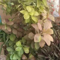 گل ها نو